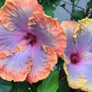Hibiscus Hybrid Rare Cutting "Dueling Stars"