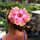 Hibiscus Hybrid Rare Cutting "Hawaiin Candy"
