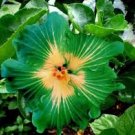 Hibiscus Hybrid Rare Cutting "Emerald Glow"