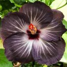 Hibiscus Hybrid Rare Cutting "Bahama Black"