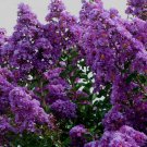 Crepe Myrtle Seeds "Purple" 10 Pack