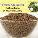 1 Lb/454g MELALEUCAE FRUCTUS Melaleuca Leucadendra Organic Wild Crafted 100% Fresh