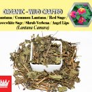 3 Oz / 84g Lantana Red Sage Flowewhite Sage Shrub Verbena Angel Lips Lantana Camara FRESH