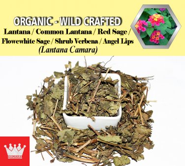 3 Oz / 84g Lantana Red Sage Flowewhite Sage Shrub Verbena Angel Lips Lantana Camara FRESH