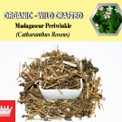 2 Lb / 908g Madagascar Periwinkle Catharanthus Roseus Organic Wild Crafted 100% Fresh