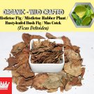 3 Oz / 84g Mistletoe Fig Leaves Mistletoe Rubber Plant Rusty-leafed BushFig Ficus Deltoidea