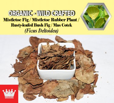 1 Lb / 454g Mistletoe Fig Leaves Mistletoe Rubber Plant Rusty-leafed BushFig Ficus Deltoidea