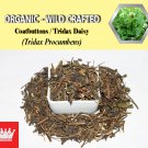 8 Oz / 227g Coatbuttons Tridax Daisy Tridax Procumbens Organic Wild Crafted 100% Fresh