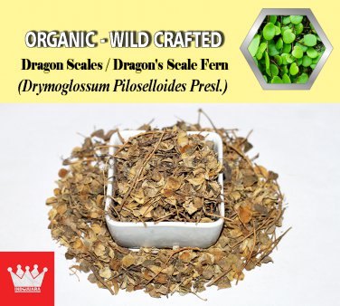 8 Oz / 227g Dragon Scales Dragon's Scale Fern Drymoglossum Piloselloides Organic Wild FRESH