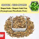 1 Lb / 454g Dragon Scales Dragon's Scale Fern Drymoglossum Piloselloides Organic Wild FRESH