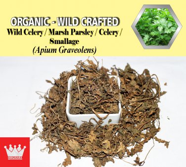2 Lb / 908g Wild Celery Marsh Parsley Celery Smallage Apium Graveolens Organic Wild Crafted