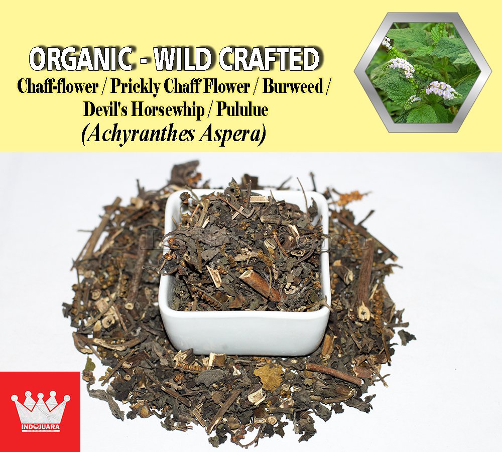 3 Oz / 84g Chaffflower Prickly Chaff Flower Devil's Horsewhip Burweed