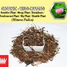 3 Oz / 84g Sensitive Plant Sleepy Plant Dormilones Touch-me-not Plant Mimosa Pudica Organic