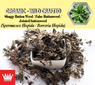 1 Lb / 454g Shaggy Button Weed False Buttonweed Jointed buttonweed Spermacoce Hispida FRESH