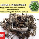 2 Lb / 908g Shaggy Button Weed False Buttonweed Jointed buttonweed Spermacoce Hispida FRESH