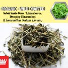 3 Oz / 84g Sabah Snake Grass Lindau leaves Drooping Clinacanthus Clinacanthus Nutans Lindau