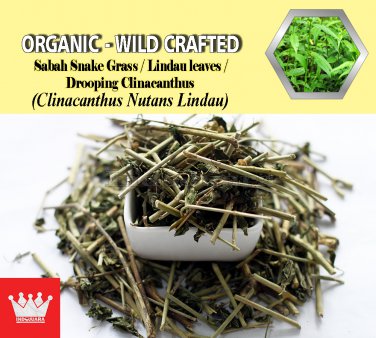 1 Lb / 454g Sabah Snake Grass Lindau leaves Drooping Clinacanthus Clinacanthus Nutans Lindau
