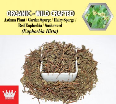 3 Oz / 84g Asthma Plant Garden Spurge Hairy Spurge Red Euphorbia Snakeweed Euphorbia Hirta