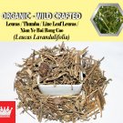 1 Lb / 454g Leucas Leaves Thumba Line Leaf Leucas Xian Ye Bai Rong Cao Leucas Lavandulifolia