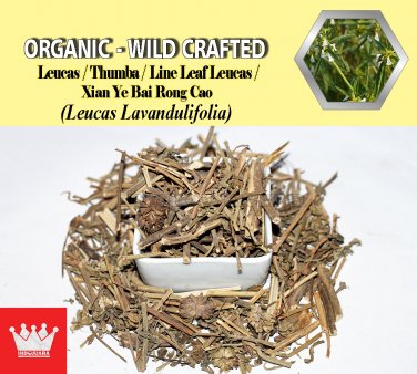 1 Lb / 454g Leucas Leaves Thumba Line Leaf Leucas Xian Ye Bai Rong Cao Leucas Lavandulifolia