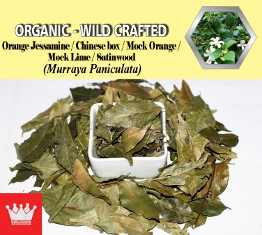 1 Lb / 454g Orange Jessamine Chinese Box Mock Orange Murraya Paniculata Organic Wild Crafted