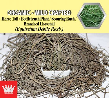 1 Lb / 454g Horse Tail Bottlebrush Plant Branched Horsetail Equisetum Debile Organic Wild