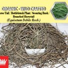 2 Lb / 908g Horse Tail Bottlebrush Plant Branched Horsetail Equisetum Debile Organic Wild