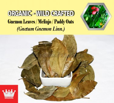 1 Lb / 454g Gnemon Leaves Melinjo Paddy Oats Gnetum Gnemon Linn. Organic Wild Crafted Fresh