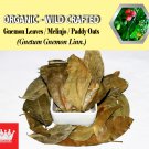 2 Lb / 908g Gnemon Leaves Melinjo Paddy Oats Gnetum Gnemon Linn. Organic Wild Crafted Fresh