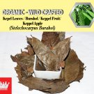 2 Lb / 908g Kepel Leaves Burahol Keppel Fruit Stelechocarpus Burahol Organic Wild Crafted