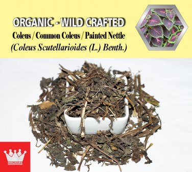 2 Lb / 908g Gnemon Leaves Melinjo Paddy Oats Gnetum Gnemon Linn. Organic Wild Crafted Fresh