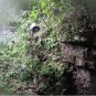 Wild Shiya tea(Adinandra nitida Merr.eph&Acirc;&middot;L&Acirc;&middot;Lli)