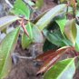 Wild Shiya tea(Adinandra nitida Merr.eph&Acirc;&middot;L&Acirc;&middot;Lli)