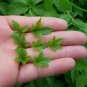 Wild Jiaogulan tea&iuml;&frac14;�Gynostemma &iuml;&frac14;�