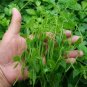 Wild Jiaogulan tea&iuml;&frac14;�Gynostemma &iuml;&frac14;�