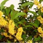 Osmanthus tea