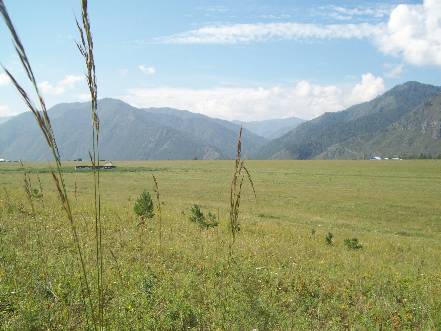 0,8 Hectar of land in the Altai mountains