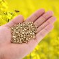 1000x Beekeeper Beekeeping Beehive Bee Hive Brass Frame Eyelets Equipments Tools
