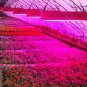 1200W LED Grow Light Lamp 2 Chips Full Spectrum for Hydro Medical Indoor Plant