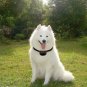 Waterproof 1000m Remote Control Pet Dog Anti Bark Shock Collar US (Two Collars)