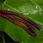 100pcs 6cm Soft Earthworm Fishing Bait Worm Lures Crankbaits Hooks Baits Tackle