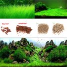 Lots Aquarium Plant Seeds Aquatic Leaf Carpet Water Grass Fish Tank Decoration