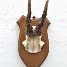 Antique wooden shield with deer skull hunting trophy wall plaque horns 1