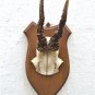 Antique wooden shield with deer skull hunting trophy wall plaque horns 1