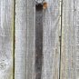 BEAUTIFUL LARGE HAND WROUGHT IRON CELTIC DRAGON BARN WALL HOOK HANGER B1