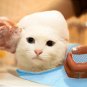 Multifunctional cat Grooming bag cat bags bath bags fitted mesh bag cat clean pet supplies Yellow