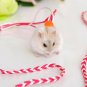 1pcs Pet Adjustable Rope Hamster Rat Mouse Harness Ferret Finder Bell dual-use Leash Lead