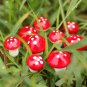 10X Mini Red Mushroom Micro Fairy Garden Decor Ornament Bonsai DIY Craft Fashion
