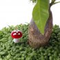 10X Mini Red Mushroom Micro Fairy Garden Decor Ornament Bonsai DIY Craft Fashion