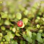 50 Pcs/Lot Stylish Mini Ladybug Decoration Lovely Beatles Micro Landscape Gardening